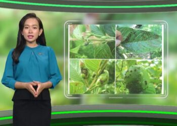 “Thời tiết nông vụ” giúp bà con bảo vệ loại trái cây ưa thích trong mùa giãn cách