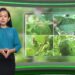 “Thời tiết nông vụ” giúp bà con bảo vệ loại trái cây ưa thích trong mùa giãn cách
