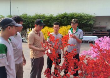 Kỹ sư Lê Phạm Huy: Hạnh phúc với 5 năm lễ hội Tết Việt rực rỡ Mai vàng  